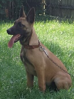 Belgický ovčiak malinois
