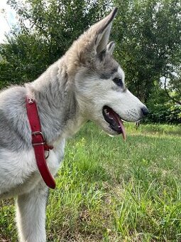 Čistokrvný husky
