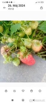 Jahody senga sengana