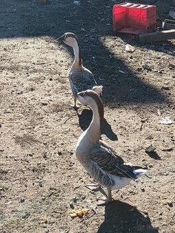 Pár labutích husí