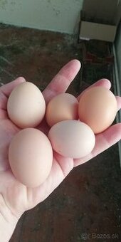 Predám domáce vajcia - 1