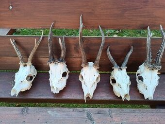 Parohy, zhody, trofeje, srnce