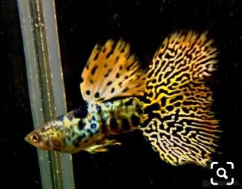 KING COBRA GUPPY gupky, gubky