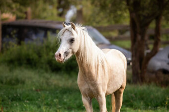 mladá perspektivní pony holčička - 1