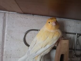 Kanarik