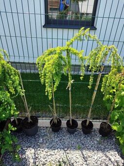 Smrekovec japonský LARIX KAEMPFERI PENDULA - 1