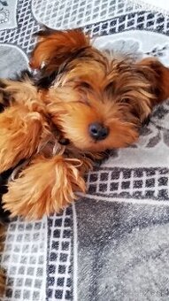 yorkshire terrier