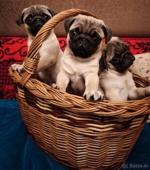 Mops , mopslík, pug šteniatka s PP