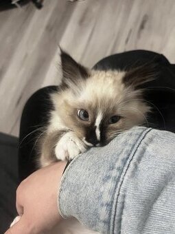 Ragdoll mačička