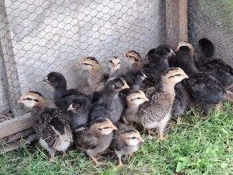 Araucana