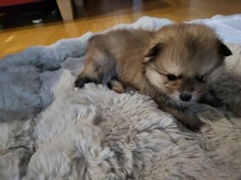 Pomeranian