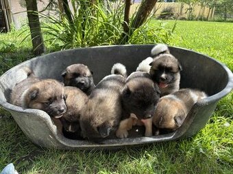 Americká Akita,Americka Akita