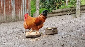 Hempšír