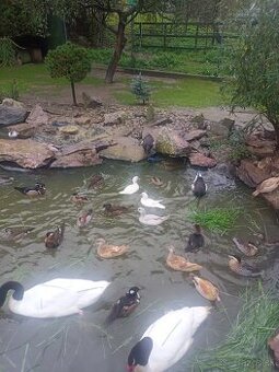 Kačička Mandarínka