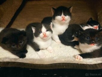 Polobritské mačiatka