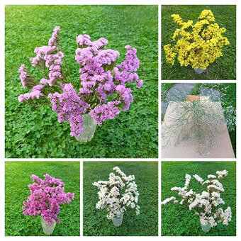 Sušené kvety - STATICE.