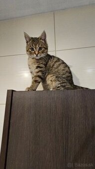 Darujem krásne mačiatko