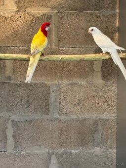 Rozela pestrá mutácie