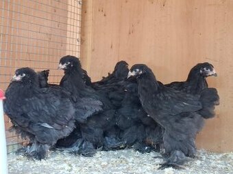Araukány Ayam cemani Brahmanky Hodvábničky