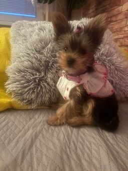 Predam mini yorkshirku