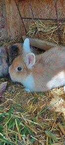 Zakrslý zajac , králik - 1