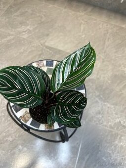 Calathea Ornata