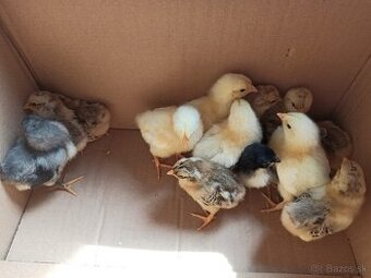 Predám kuriatka Oravka, Australorp, Wyandotka zdrobnelá