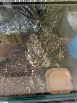 Lasiodora Parahybana