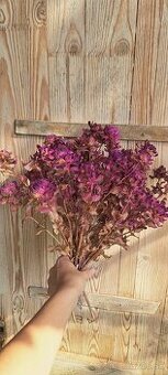 Ružové hlavičky šafranu – farbené, sušené na dekoráciu 🌸