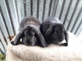 Králiky Francúzske Barany