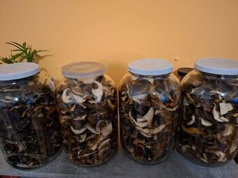 Predam sušené hríby