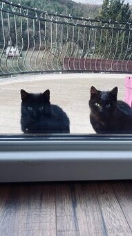 Darujeme mačiatka - 1