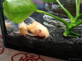 Pancierniček škvrnitý var. Albín