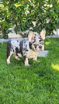 Francúzsky buldoček