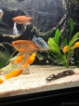 Predám kompletne zabehnuté akvárium