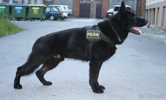 Nemecký ovčiak Belgický ovčiak Malinois