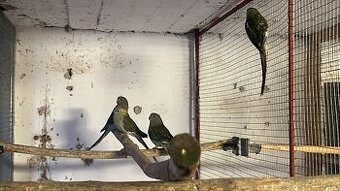 Papagaje spevave 4 samice