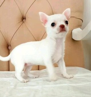 Šteniatka čivavy hľadajú domov.