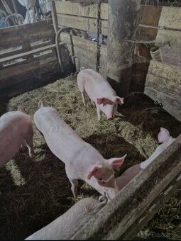 Predám odstavčatá