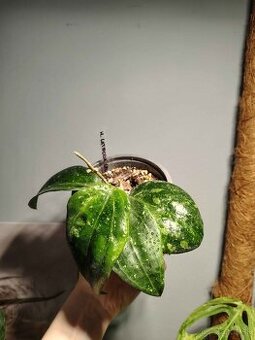 Hoya Latifolia Splash