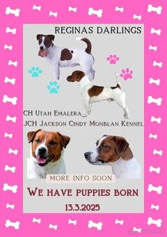 Jack Russell teriér s průkazem původu  - pejsek