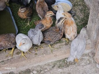 Predám nasadové vajíčka araucana