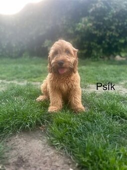 Cockapoo