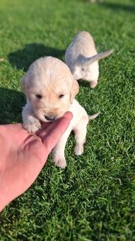 Zlaty retriever golden retriever volny posleny psik