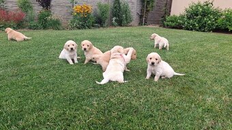 Zlaty retriever golden retriever volny  posleny psik