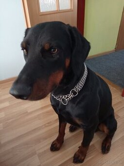 Predám dobermana