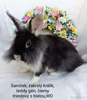 Zakrslý králik teddy gén s VP - samcek WO