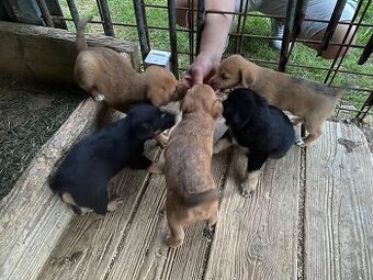 Darujem šteniatka kríženec Jagdterrier - 1