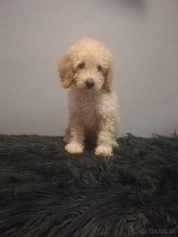 Pudel,pudlik toy/trpaslik