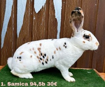 Dalmatínsky REX s PP